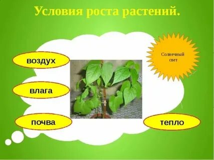 Растения и условия их жизни