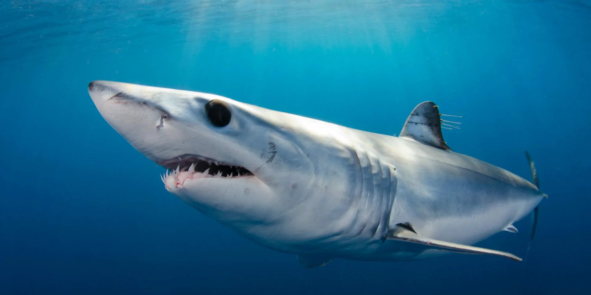 Акула мако опасна ли для человека. Акула мако. Серо голубая акула мако. Акула-мако (серо-голубая акула). Серо голубая мокко акула.