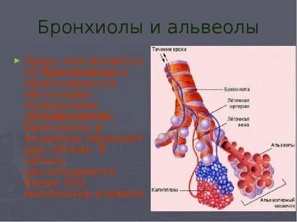 Расскажите какие процессы происходят в легочных альвеолах