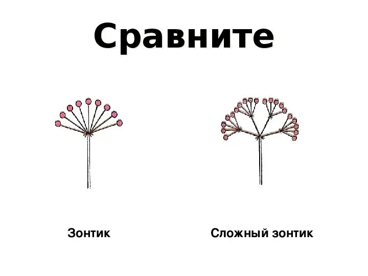 Контрольная биология 6 класс соцветия. Схема соцветия чистотела. Строение соцветия зонтик. Сложный зонтик. Соцветие сложный зонтик.