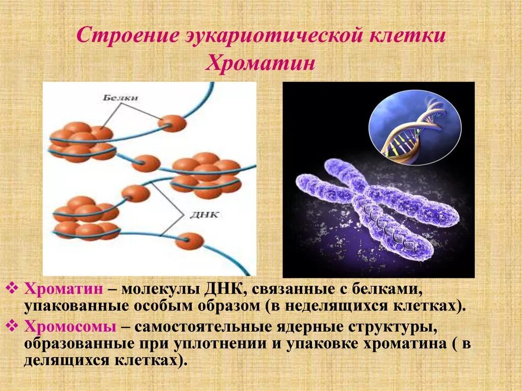 Пересадка хромосом. Функции хроматина в эукариотической клетке. Хроматин хроматиды хромосомы. Структура хромосомы эукариот. Хроматин строение и функции.