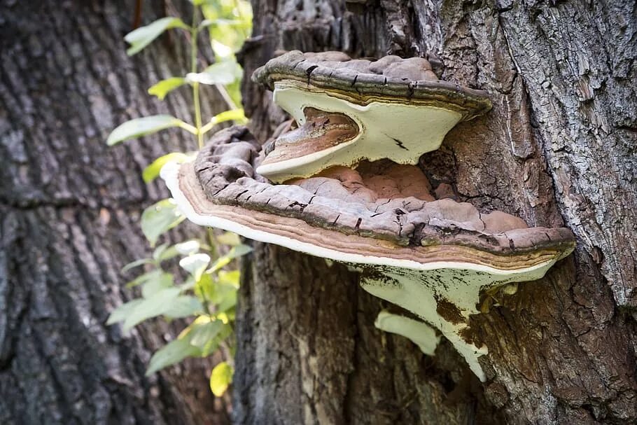 Трутовиком в природе. Паразитизм грибы. Фунгус древесный гриб. Паразитические грибы дерева. Грибы паразиты на деревьях.