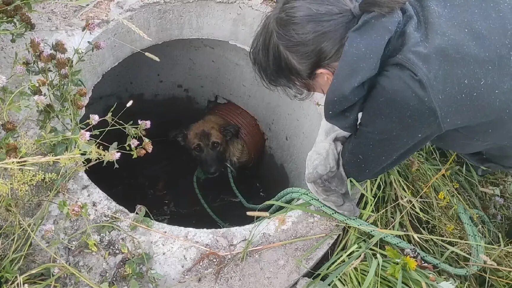 Собаки спасатели. Открытый люк канализации. Собака люк. Собака люк. Дверка в будку.