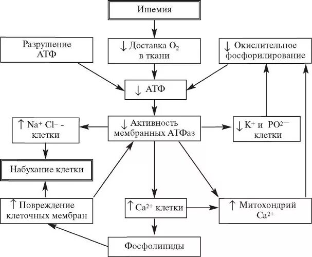 Патогенез повреждения. Механизмы ишемического повреждения клетки. Схема патогенеза повреждения клетки. Патогенез гипоксического повреждения клетки. Схема патогенезе поврежденной клетки.