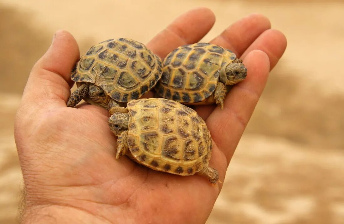 где живет степная черепаха. степная черепаха в узбекистане. где живет степная черепаха. среднеазиатская степная черепаха. среднеазиатская степная черепаха.