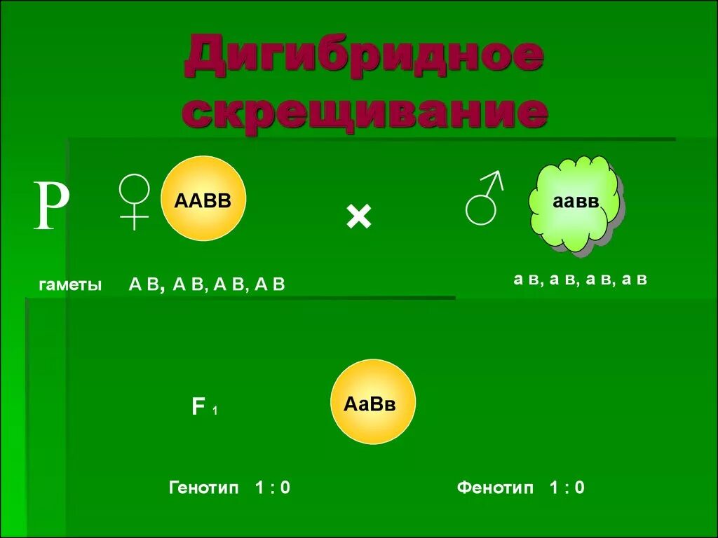 Организмы с генотипом аавв образует гаметы. ААВВ ААВВ скрещивание. ААВВ ААВВ дигибридное скрещивание. Гаметы ААВВ. Аабб аабб скрещивание.