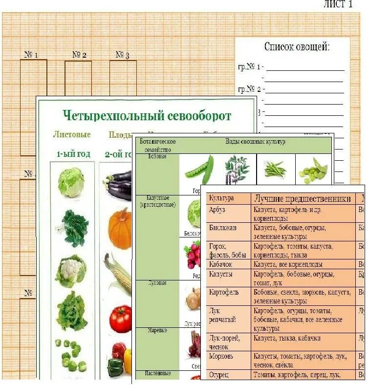 Какие овощи можно сажать в тени. Схема посадки в огороде овощей соседство. Схема уплотненных посадок овощей. Схема посадки овощей таблица. Схема севооборота овощных культур.