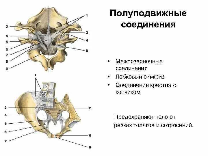 Лобковая и седалищная кости полуподвижные. Крестцово копчиковый сустав строение. Лобковый симфиз полуподвижное соединение. Соединение костей крестца и копчика. Соединения крестца и копчика анатомия.