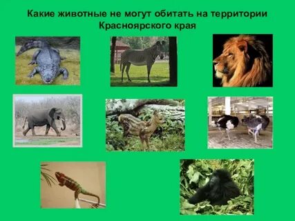 Какие животные обитают в местности