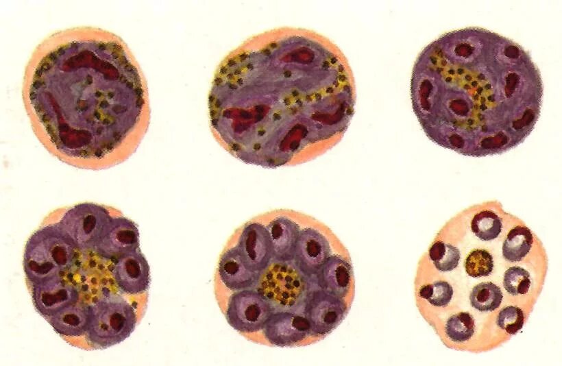 Стадия кольца малярийного плазмодия. Шизонт малярийного плазмодия. Малярийный плазмодий под микроскопом. Малярийный плазмодий непораженные эритроциты. Шизонт это