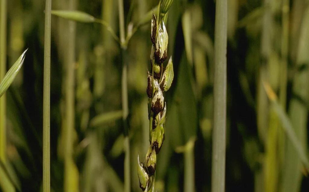 Головня овес. Пыльная Головня (Ustilago tritici). Ustilago hordei. Ustilago tritici пыльная Головня пшеницы. Индийская Головня.