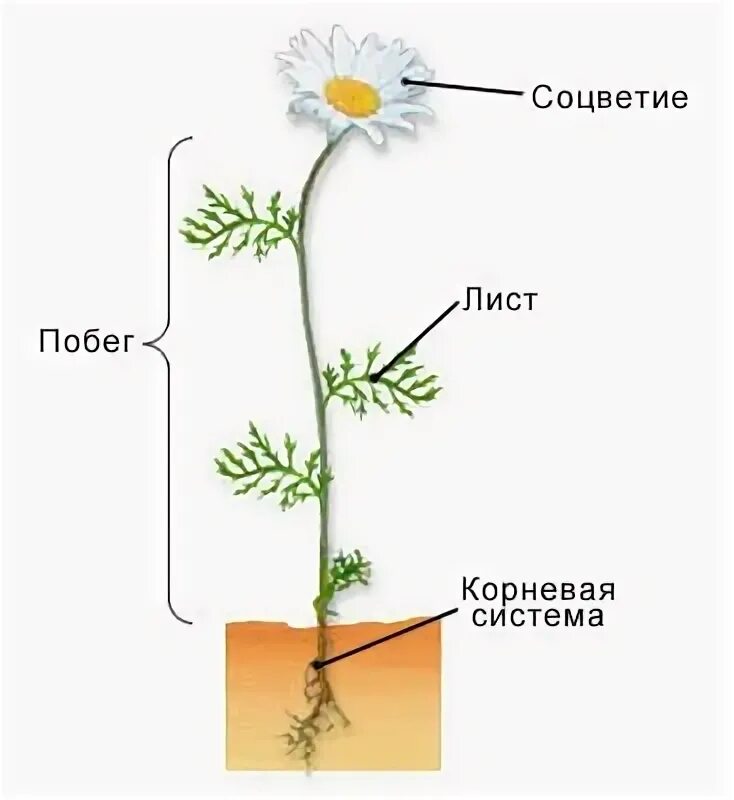 Строение цветка ромашки схема. Строение ромашки аптечной схема. Внешнее строение ромашки. Строение стебля ромашки.