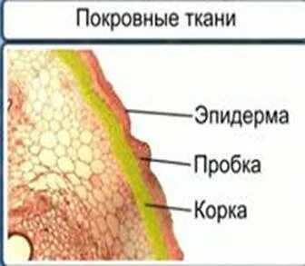 Кожица пробка и корка образованы тканью