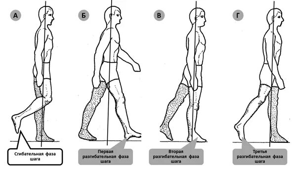 Почему не двигается нога. Биомеханика ходьбы человека норма и патология. Биомеханика стопы движения стопы. Биомеханика ходьбы. Биомеханика ходьбы человека.