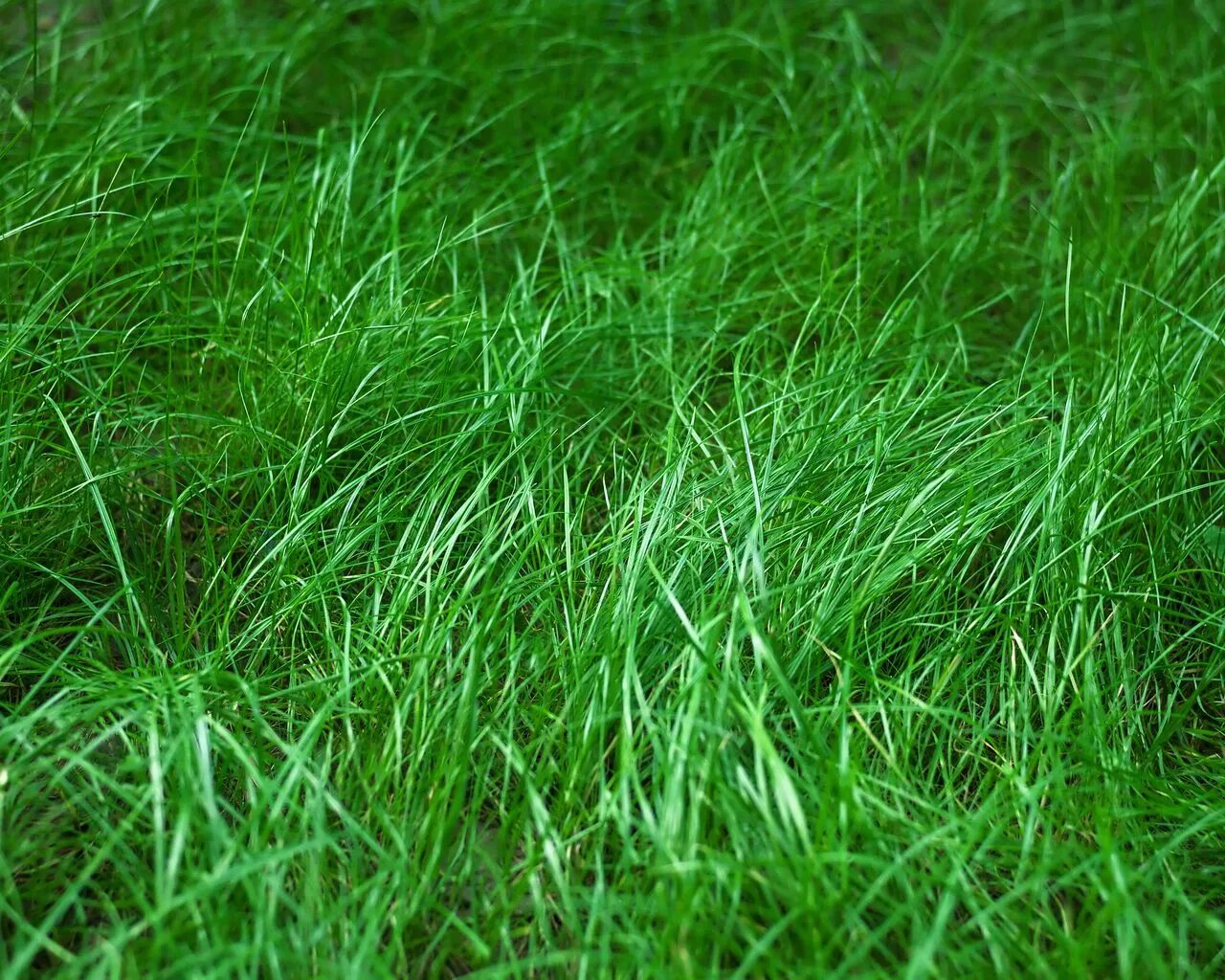 Трава зелена вопрос. Трава. Зеленая травка. Густая трава. Трава Эстетика.