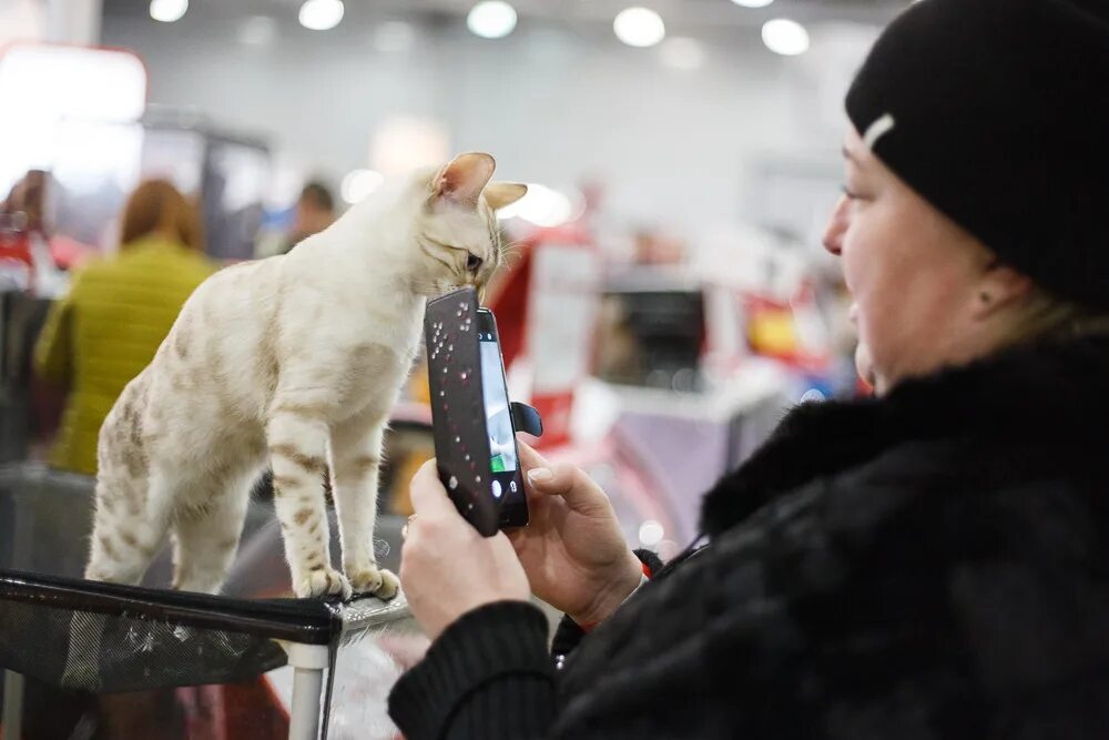 Выставка кошек Крокус Сити. Выставка кошек в Крокусе Москве 2022. Выставка кошек 2006 года в Крокус Сити. Выставка кошек экспо