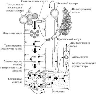 Поступление лимфы в кишечнике