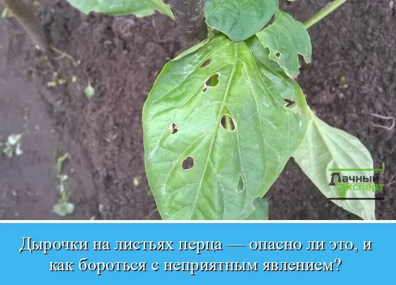 столбур рассады перца. листья перца в дырочках что делать. листья перца в дырочках что делать. церкоспороз перца. кладоспориоз рассады перца кладоспориоз рассады перца.