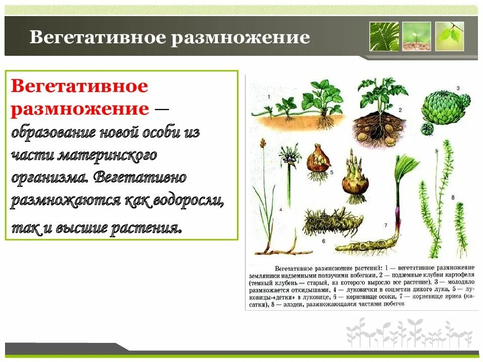 Какое значение имеет вегетативное размножение в природе. Вегетативное размножение кустарников. Высшие растения размножение. Преимущества вегетативного размножения. Вегетативное размножение харовых водорослей.