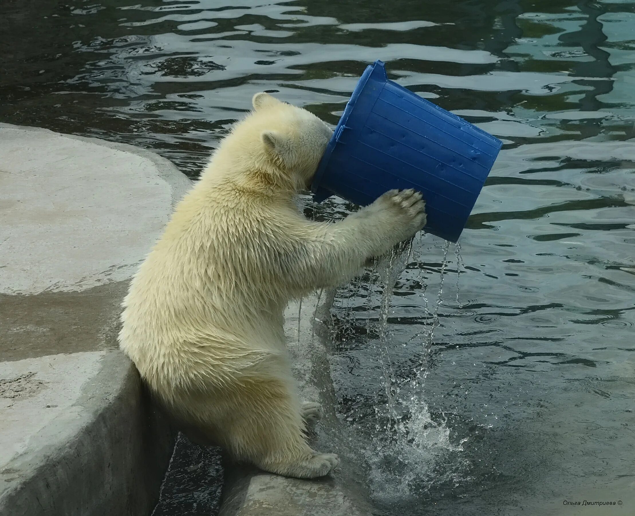 Выпить забортной воды. Медведь пьет воду. Медведь в воде. Мишка пьет воду. Медведь с ведром на голове.