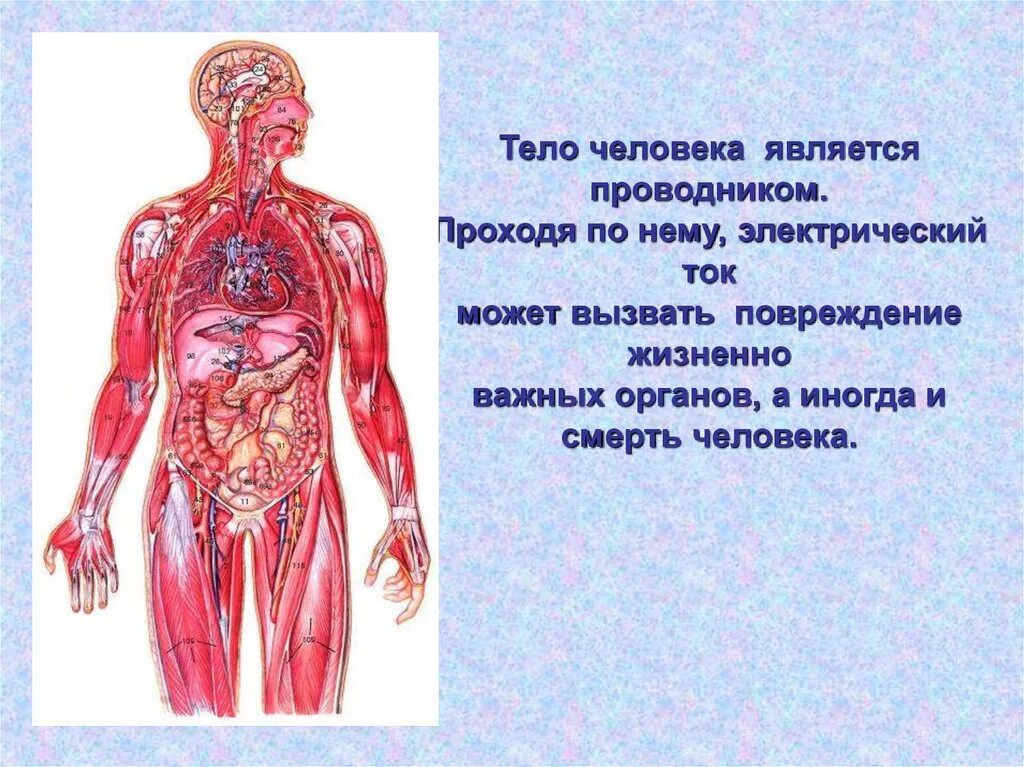 Тело человека проводник. Организм человека. Электрический ток в организме. Жизненно важные органы.