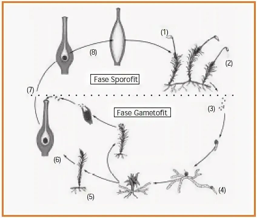 Гаметофит имеет набор хромосом. Женский гаметофит рисунок. Спорофит под микроскопом. Мужской гаметофит. Шаровидный вросший гаметофит.