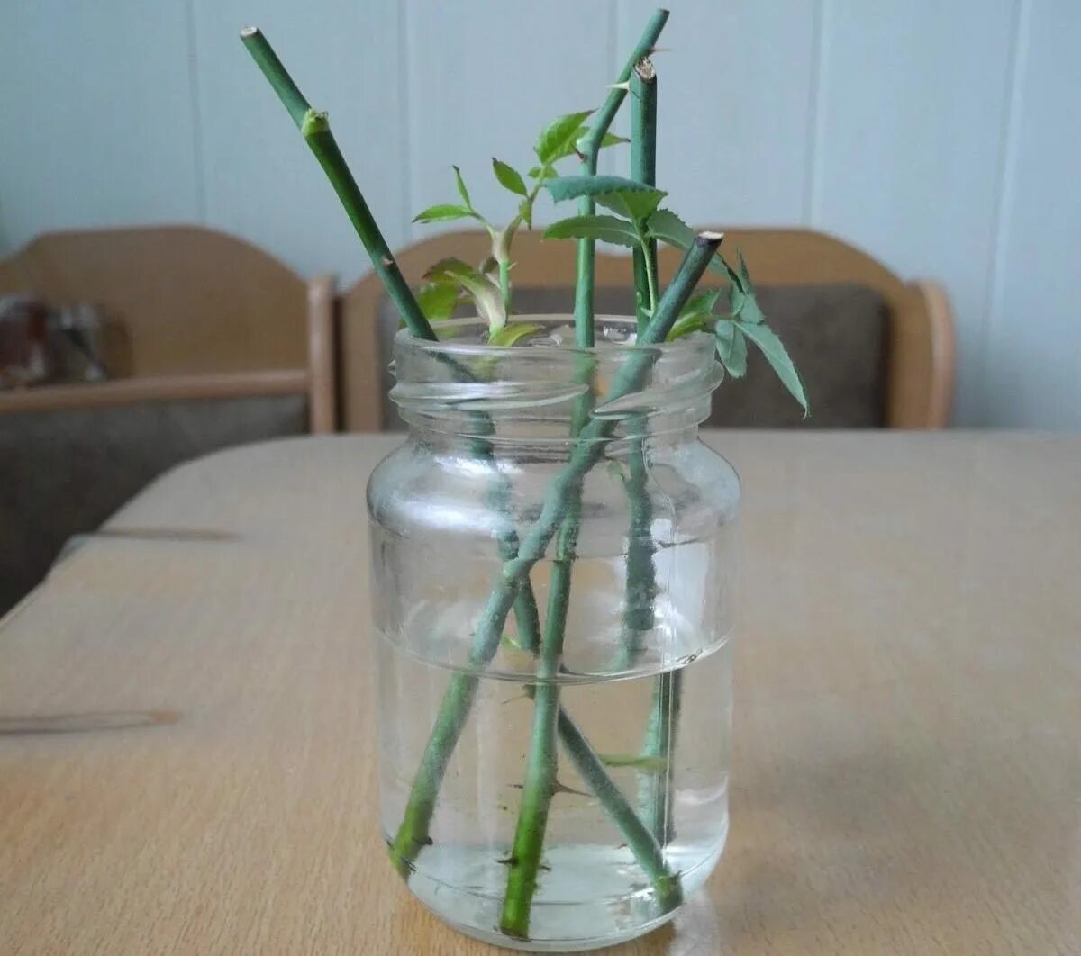 Размножение роз черенкованием. Черенки роз укоренение. Черенки роз укоренение. Размножение роз черенками. Черенок розы флорибунда.