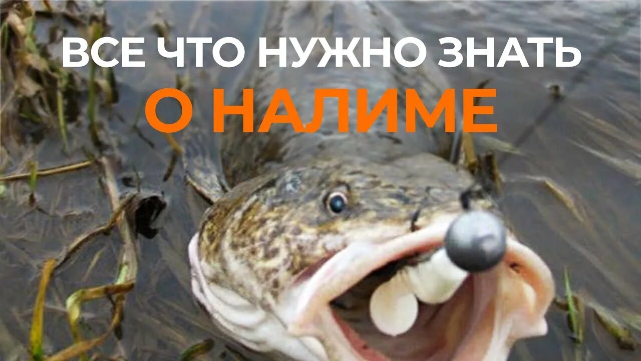 Рыба живущая в болотах. Запруда для рыбы. Болотные рыбы. В болотах есть рыба. В болотах есть рыба.