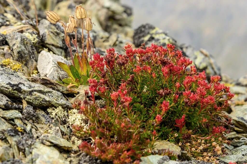 Rhodiola rosea. Родиола красная. Забайкальский национальный парк родиола розовая. Баргузинский заповедник радиола розовая. Радиола красная корень.