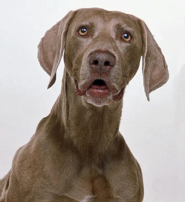 щенок удивлен. удивленный щенок. офигевшая собака. смешные собаки удивление. смешные собаки.