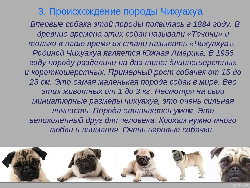 Национальность собаки. Породы собак возникновение. История происхождения собак. Собака история происхождения собаки. Рассказ про чихуахуа 2 класс.