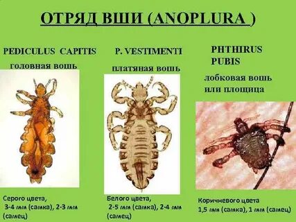 Представители вшей