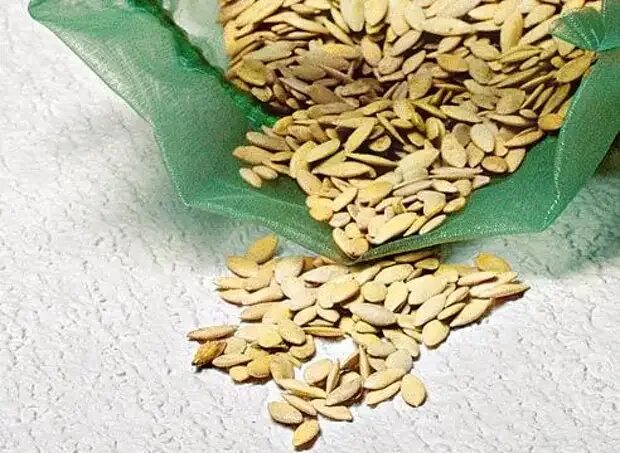 Влажные семена. Семена огурцов. семена огурца. обработанные семена огурцов. семена огурцов дрова.