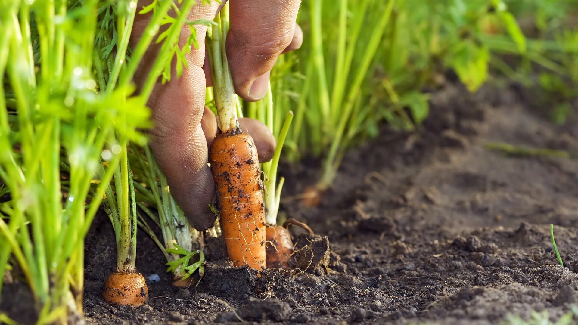 Посадка овощей. Посев корнеплодов. Морковь посевная корнеплоды. Свекла родена f1. Урожай моркови.
