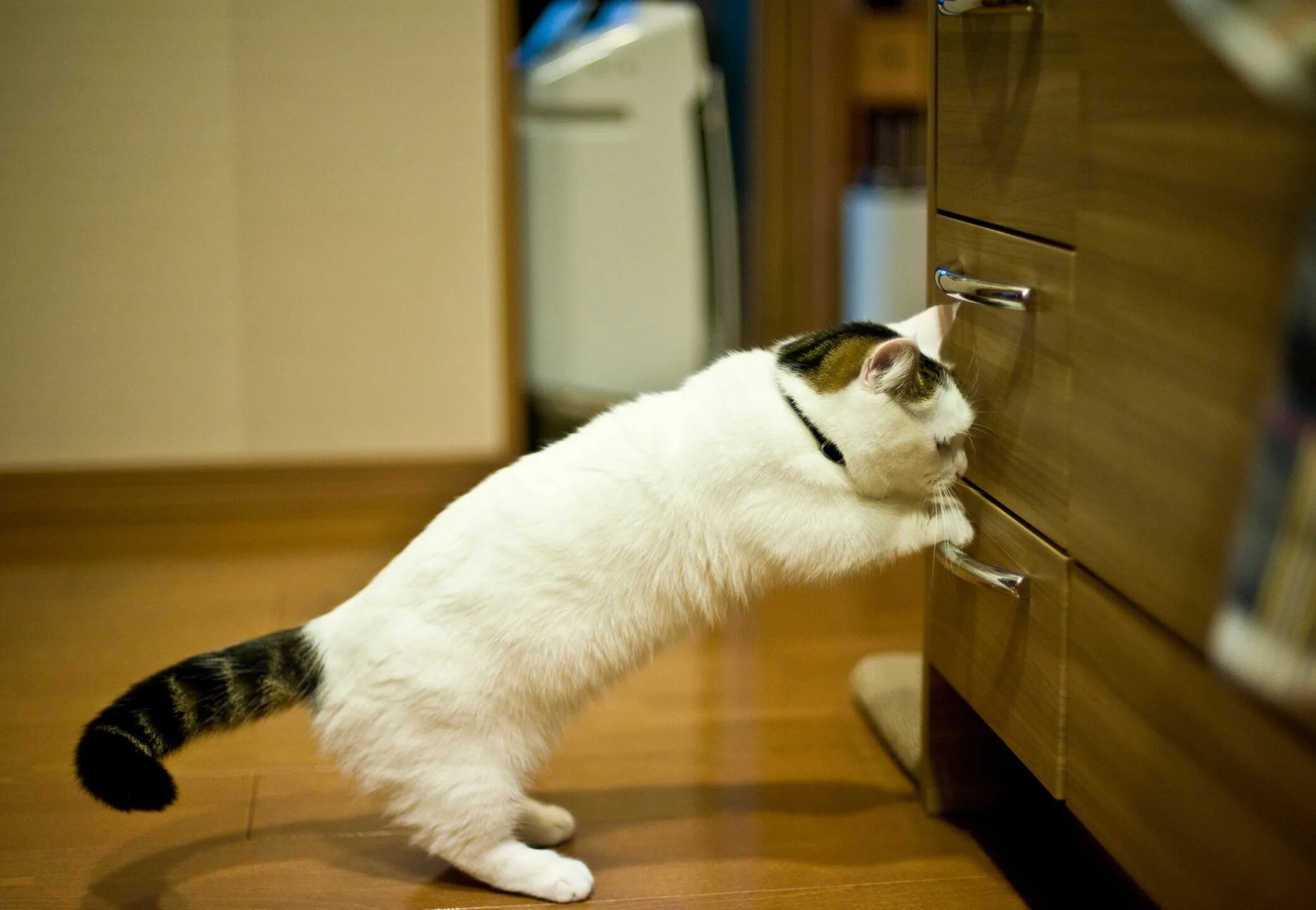Cat tries