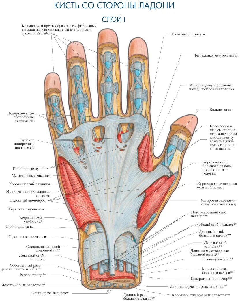 Пальцы на руке название на русском. Мышцы тыла кисти анатомия. Строение ладони топографическая анатомия. Строение пальцев кисти топографическая анатомия. Мышцы кисти тыльная поверхность.