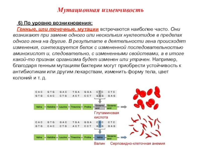 Мутационное изменение организма. Мутационная изменчивость генные мутации. Генная изменчивость примеры. Примеры генной мутационной изменчивости. Геномная изменчивость примеры.