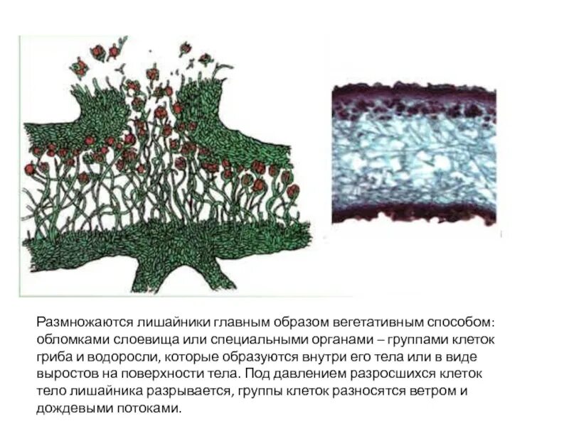 Лишайники состоят из клеток. Размножение лишайников фрагментами слоевища. Лишайники строение размножение. Лишайники строение питание размножение. Выросты слоевища лишайника строение.