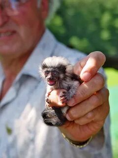 Small monkey