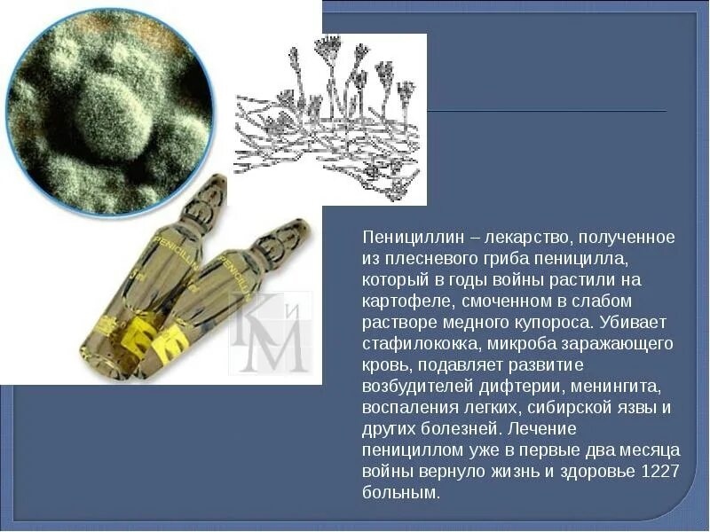 Какое значение гриба пеницилла в жизни человека. Гриб пеницилл лекарство. Гриба пеницилла в природе. Плесневые грибы пенициллин. Препарат из плесневых грибов.