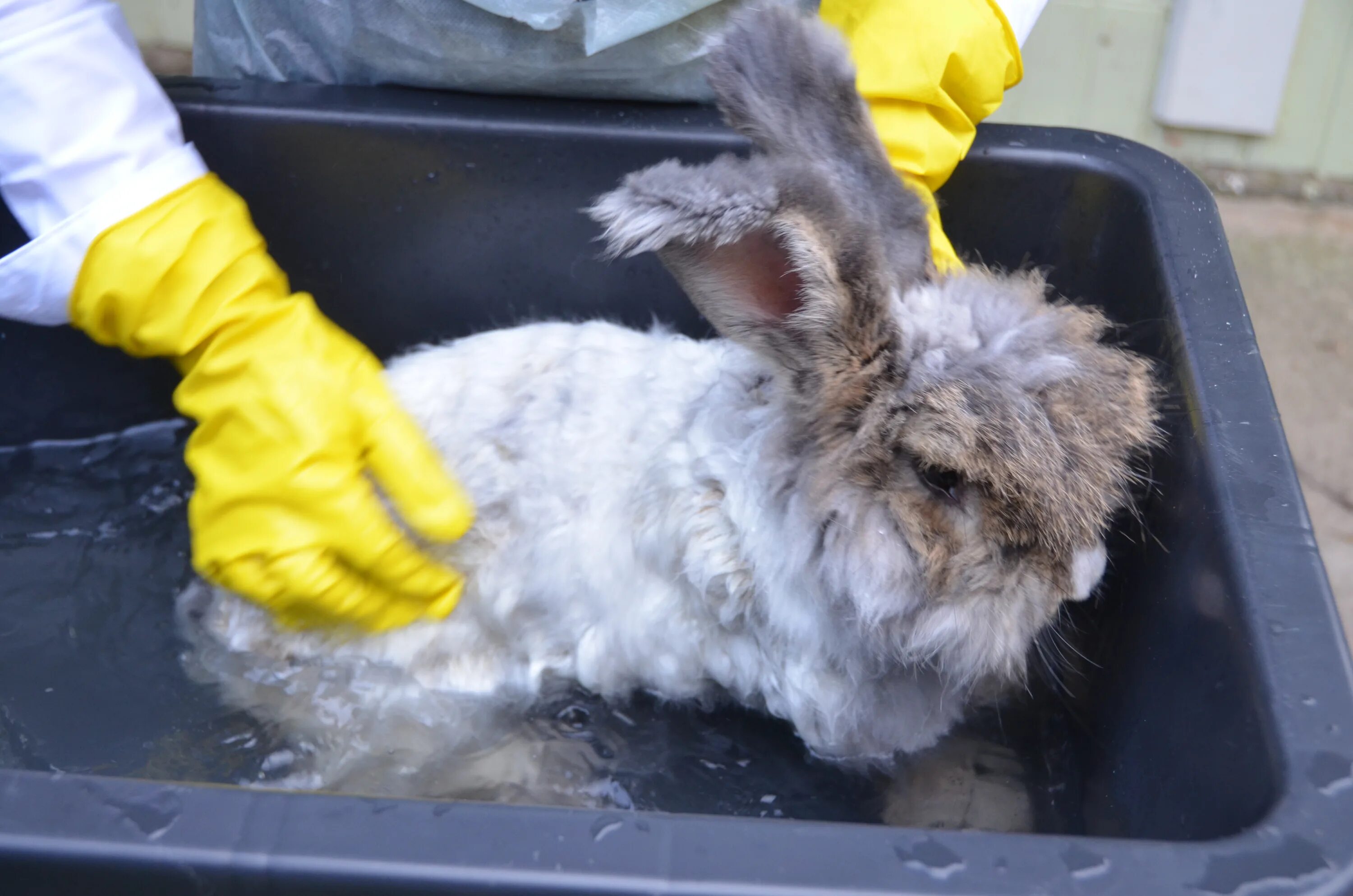 Можно ли мыть кролика декоративного. Купание кролика декоративного. Кролик моется.
