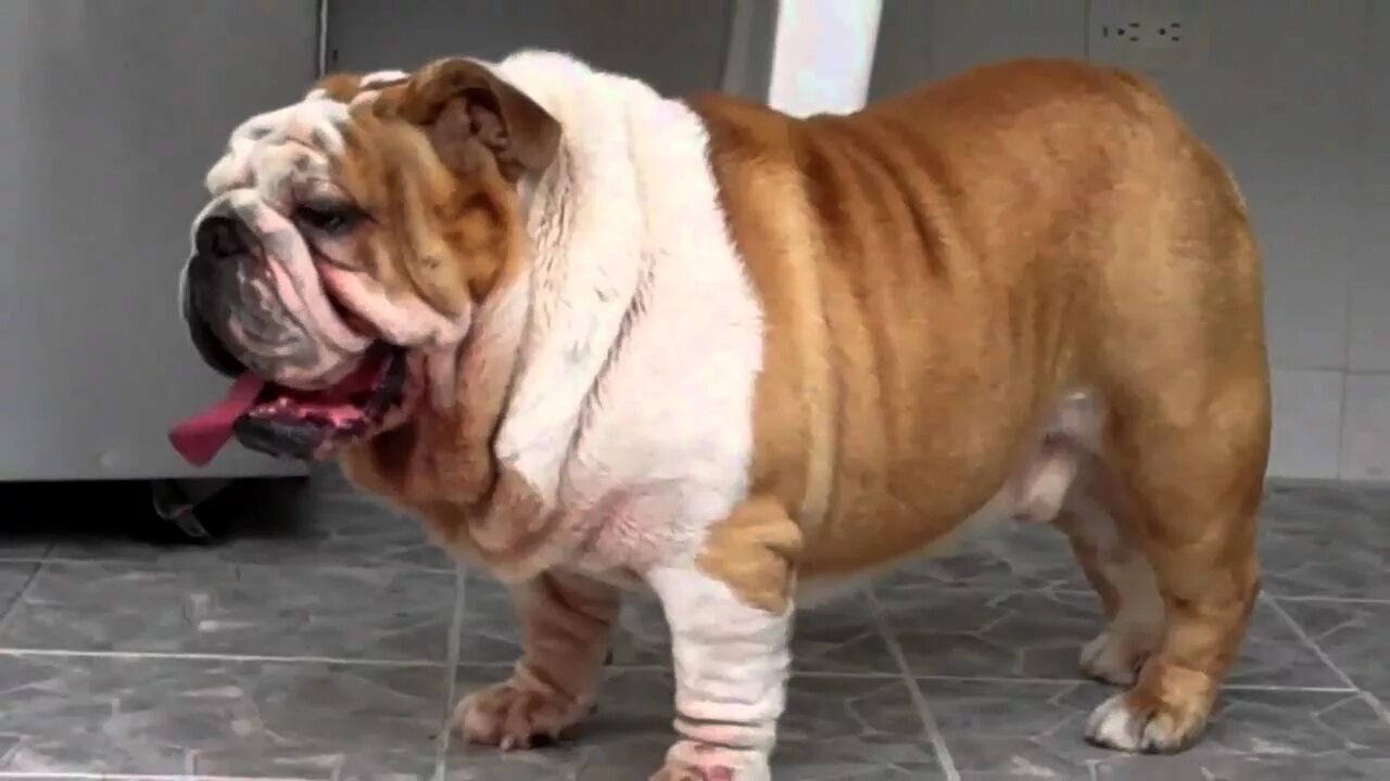 Толстая маленькая собака. Английский бульдог толстый. Английский бульдог жирный. Самый толстый бульдог.