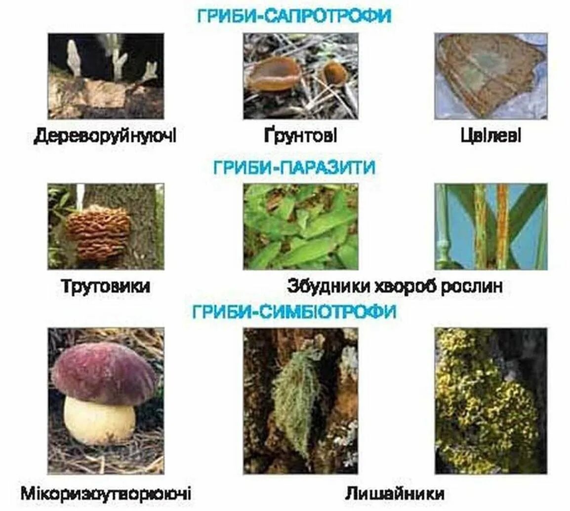 Сапротроф это в биологии. Грибы сапротрофы. сапротрофы редуценты. шляпочные грибы сапротрофы.