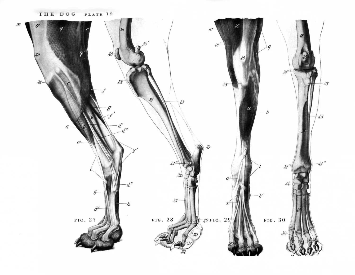 Плюсна анатомия собаки лапа. Анатомия собаки скелет передней конечности. Анатомия задней лапы собаки. Скелет задней конечности собаки. Строение лапок