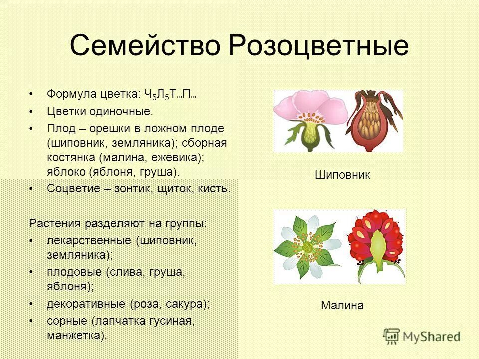 Семейство розоцветные формула. Семейство розовидные формула цветка. Формула разноцветных. Формула разноцветных. Семейство мотыльковые строение цветка формула.