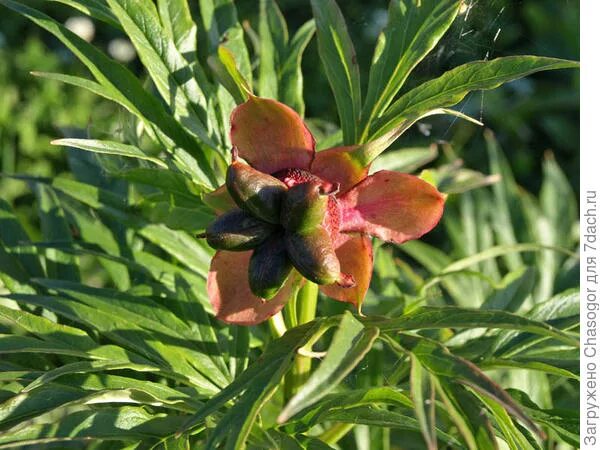 марьин корень семена