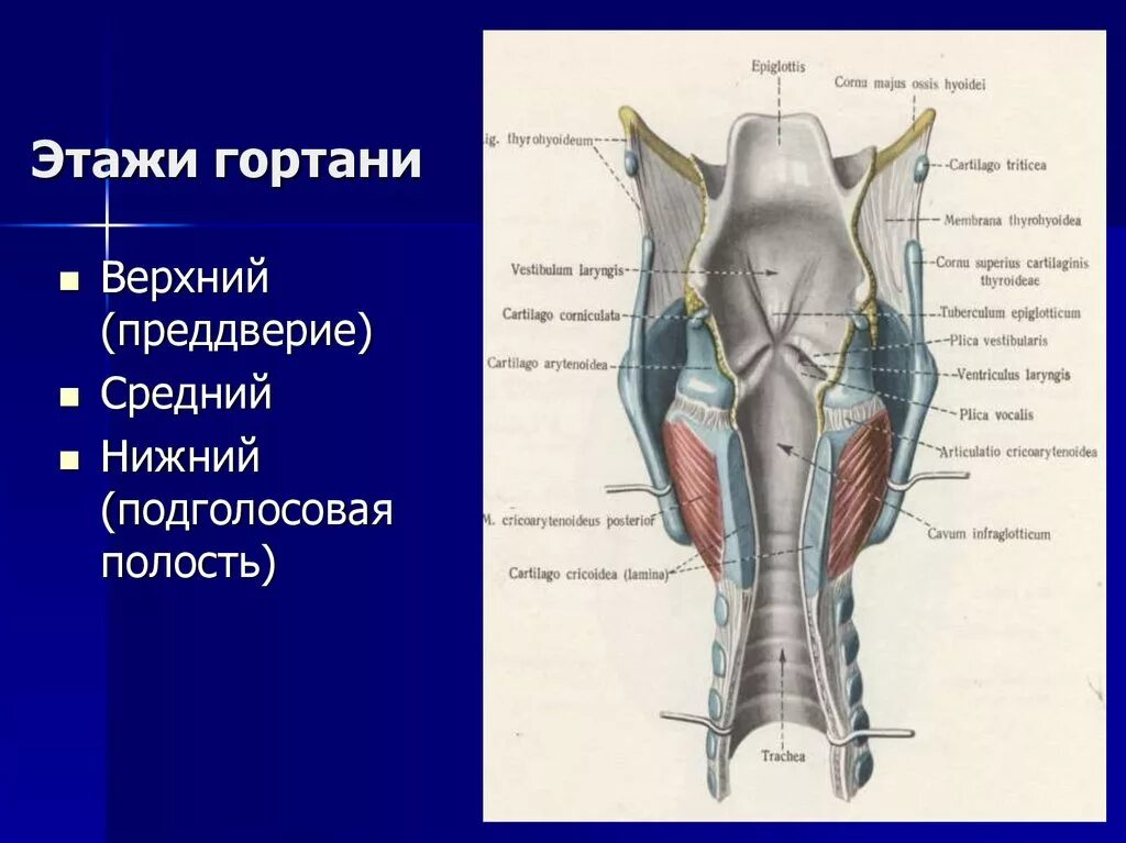 В состав какой системы входит гортань. Полость гортани анатомия строение. Верхний этаж гортани образование. Межчерпаловидное пространство гортани.