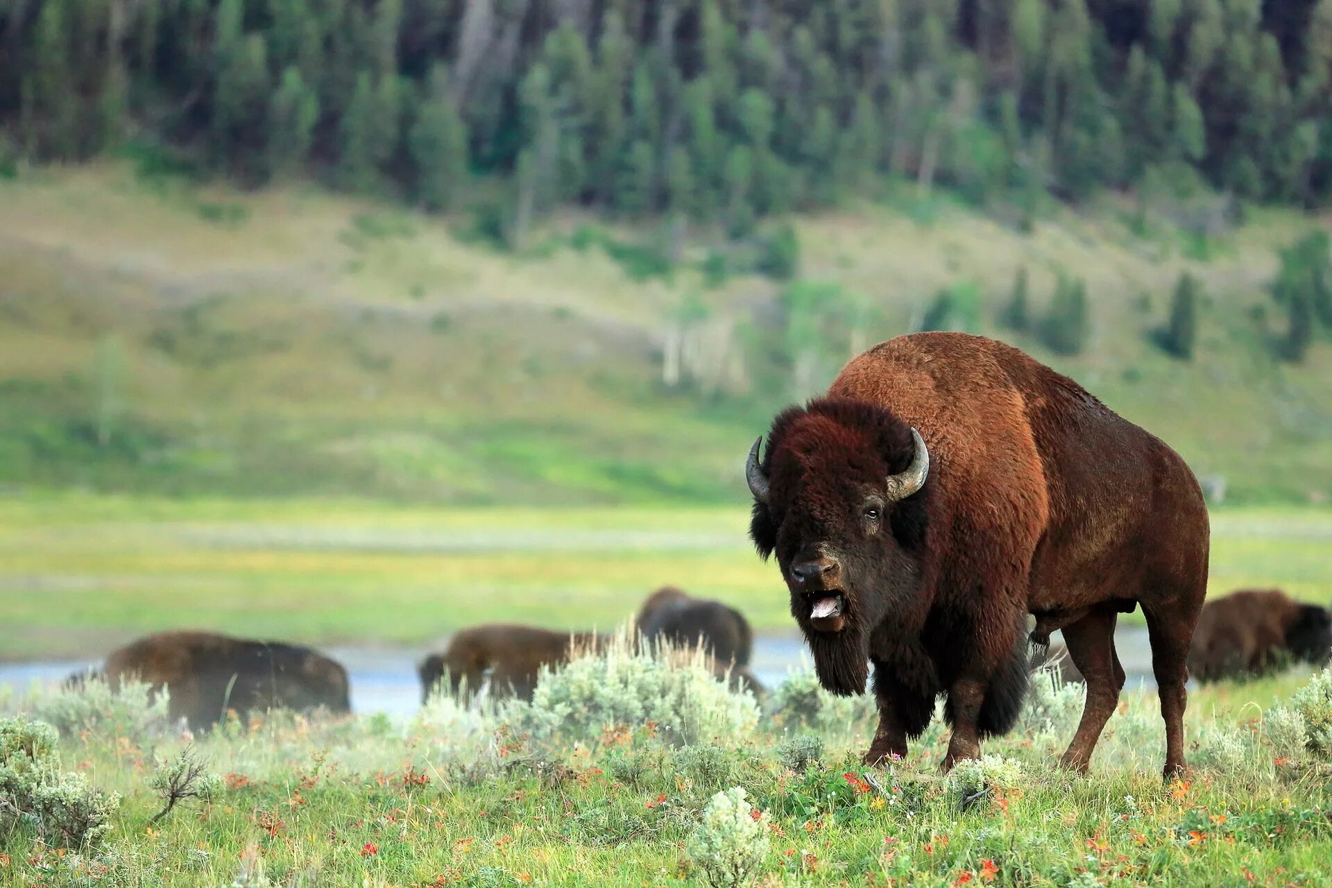 Бизон материк. Лесной Бизон Северной Америки. ЗУБР Bison bonasus. ЗУБР И Зубренок. ЗУБР кавказский заповедник.