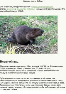 Бобер в красной книге