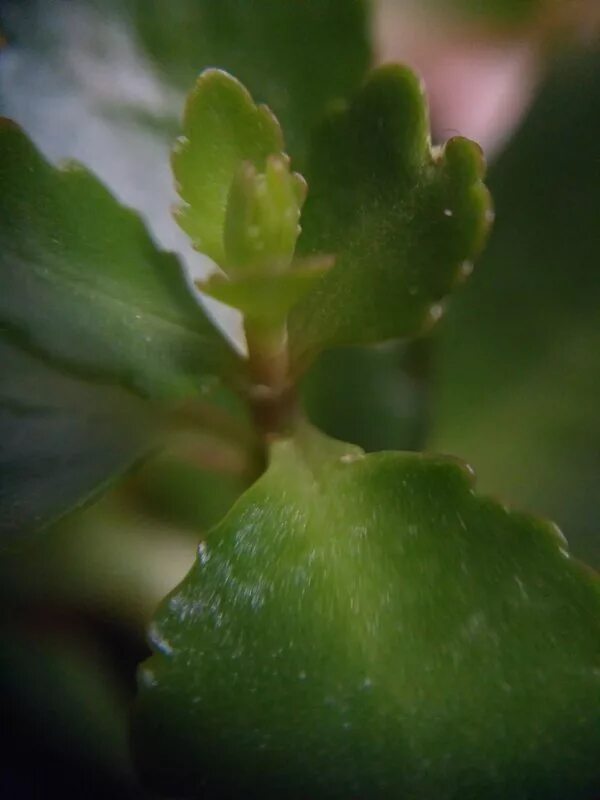 Каланхоэ листок. Кольцевая пятнистость каланхоэ. Каланхоэ осыпается. Каланхоэ каландива листья. Кольцевая пятнистость каланхоэ.